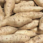 Sweet Potato