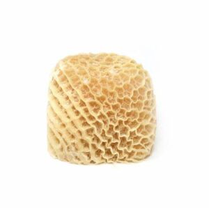 Honey Comb_shaki